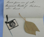 Queen Victoria Leaf Front