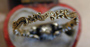 Skull Rococo Ring Back
